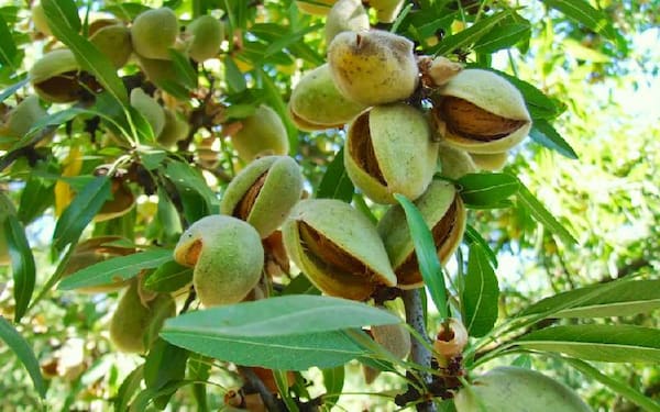 تصویر 4 از خرید بادام درختی پوست دار + قیمت فروش استثنایی